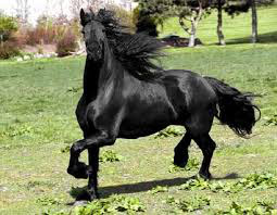 фото 2: Фризская лошадь: гордость рыцарства, достояние королей и черная жемчужина Голландии