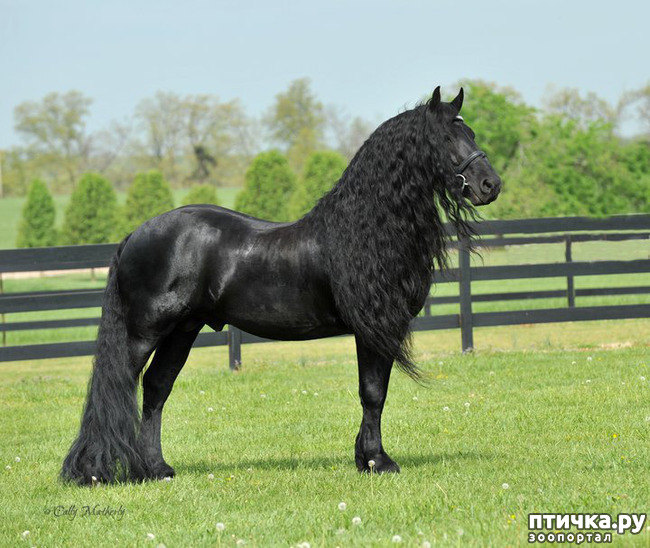 фото 4: Фризская лошадь: гордость рыцарства, достояние королей и черная жемчужина Голландии
