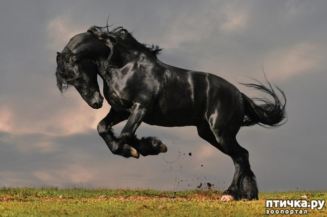фото 5: Фризская лошадь: гордость рыцарства, достояние королей и черная жемчужина Голландии