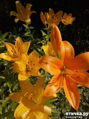 ����: ��� ����������. �����, �������, �������, �������, ����������, �������� � ����.