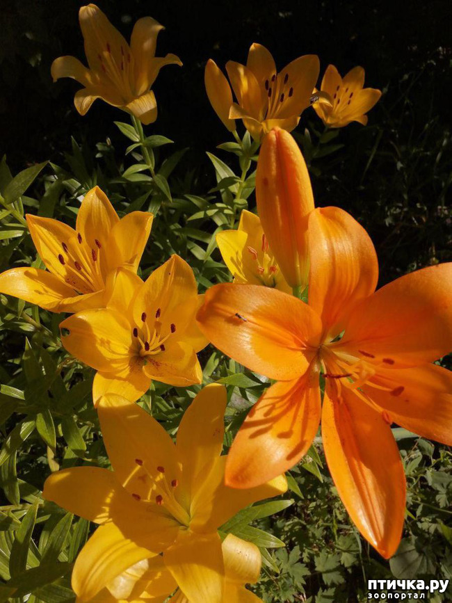 ���� 1: ��� ����������. �����, �������, �������, �������, ����������, �������� � ����.