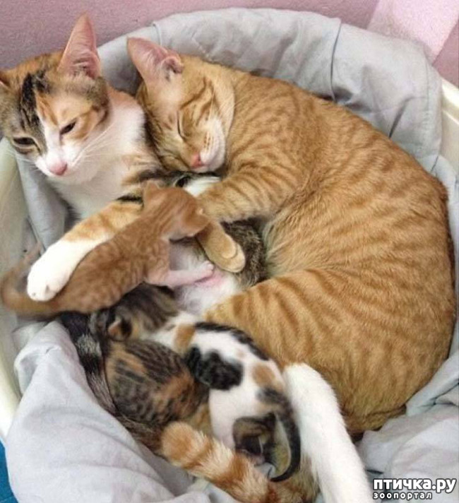 ���� 2: �������� �������