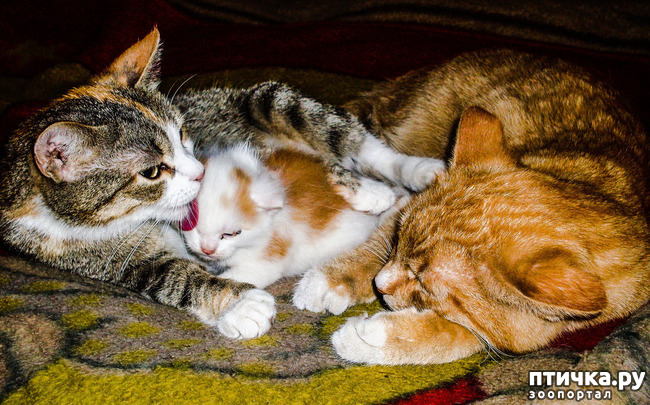 ���� 6: �������� �������