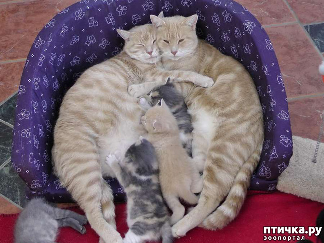 ���� 8: �������� �������