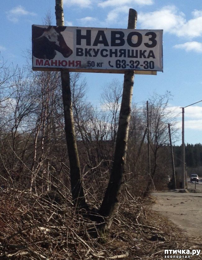 Навоз картинки смешные