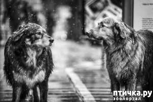 ����: �������������� ��������������"