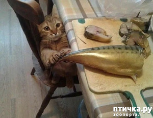 ����: �� �������� ����. ��������� ��!!!