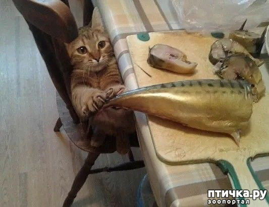 ���� 1: �� �������� ����. ��������� ��!!!