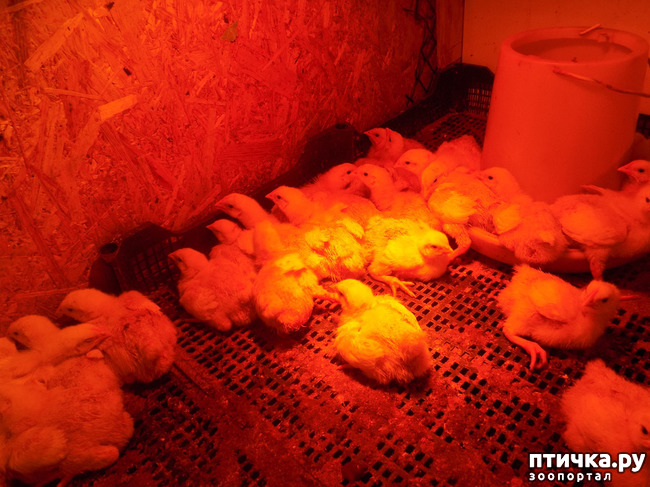 ���� 31: ������� �� �������