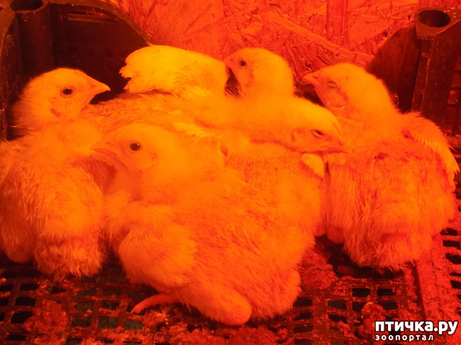 ���� 32: ������� �� �������