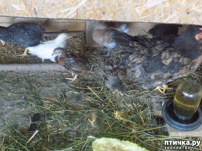 ���� 11: ������� �� �������