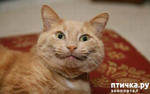 ����: ����� ��������?