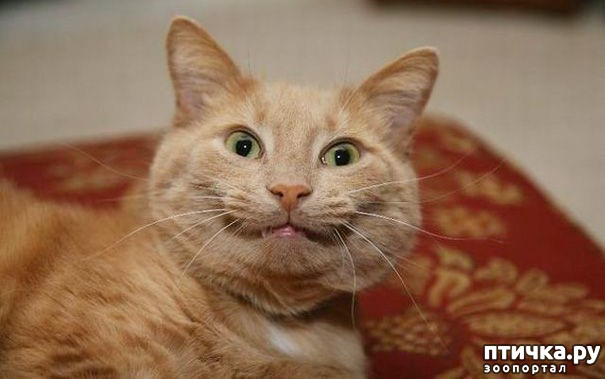 ���� 1: ����� ��������?