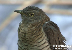 ����: ��� ������� ��������� ������? ������� � ������� ������