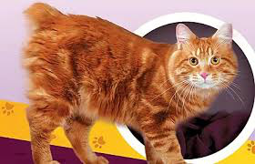 ���� 11: ���������� �����