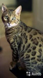 ���� 12: ���������� �����