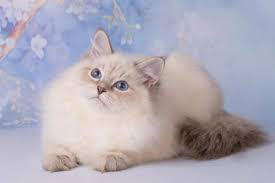 ���� 13: ���������� �����