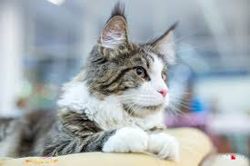 ���� 17: ���������� �����