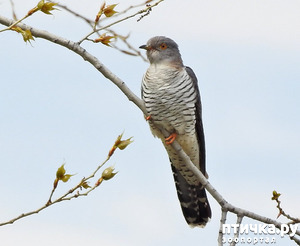 ����: ��� ������� � ��������