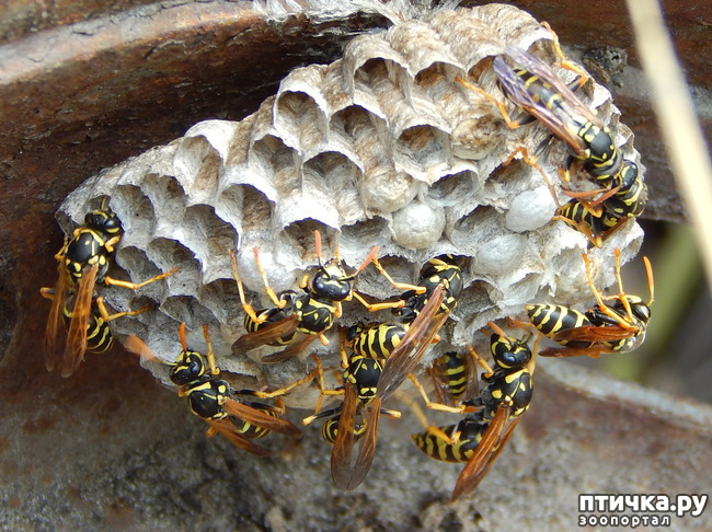 ���� 3: ������������ ������� � ����������� ����������. ������ - ������.