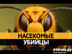 ����: ������������ ������� � ����������� ����������. ������ - ������.