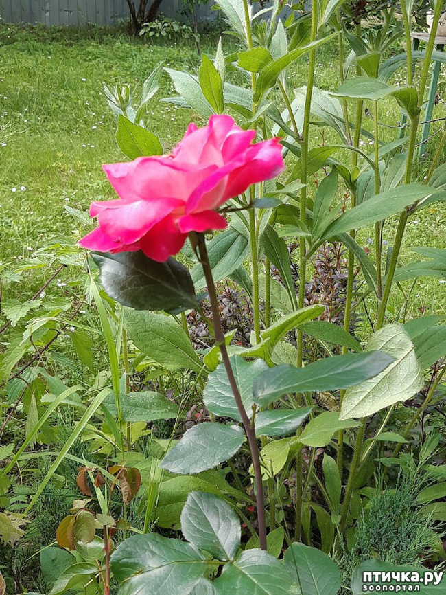 ���� 12: ������ ���� ��� ��� �������, �� �������, ����� 2