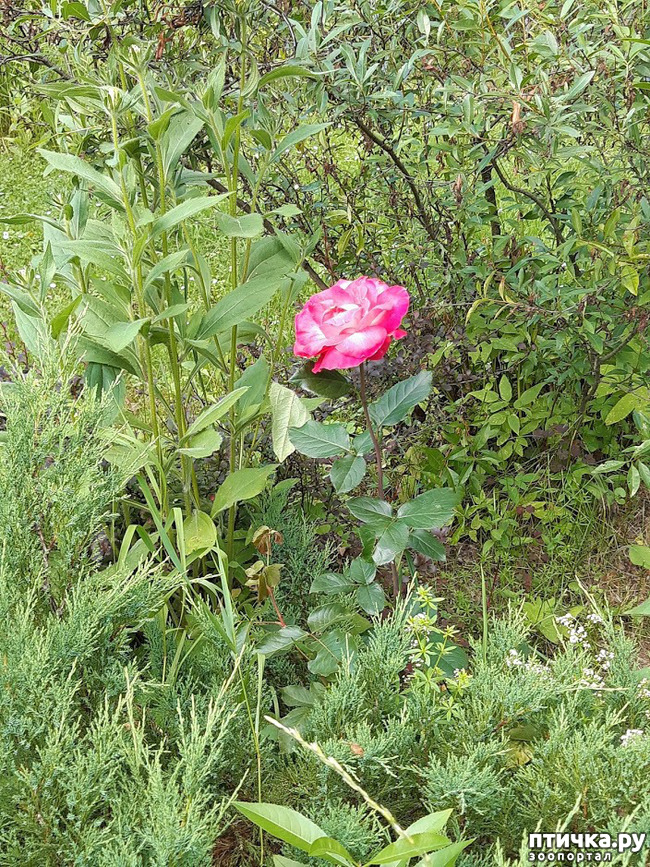 ���� 13: ������ ���� ��� ��� �������, �� �������, ����� 2