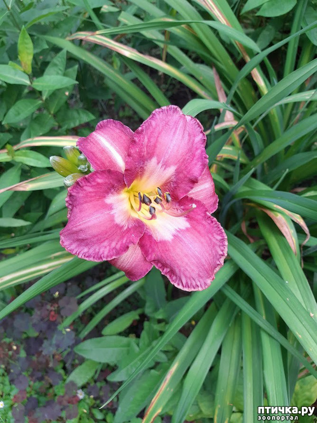 ���� 15: ������ ���� ��� ��� �������, �� �������, ����� 2