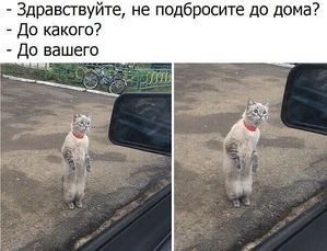 ����: ��������