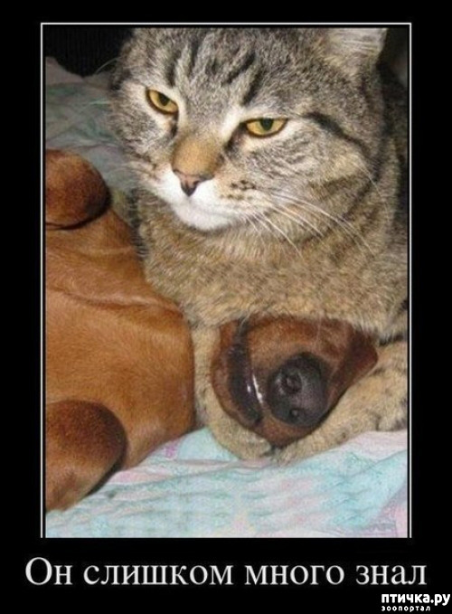 ���� 4: ����������� �� �������������. ���� � ������