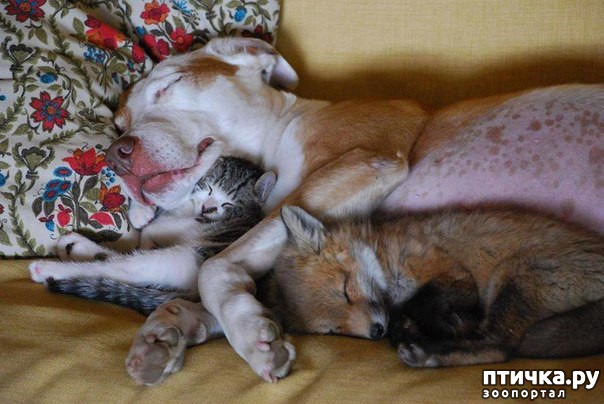 ���� 9: ����������� �� �������������. ���� � ������