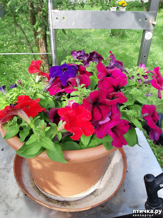 ���� 2: ������ ���� ��� ��� �������, �� �������, ����� 2