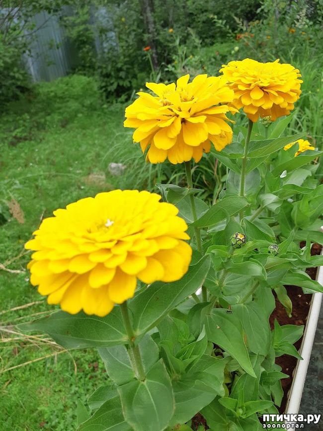 ���� 3: ������ ���� ��� ��� �������, �� �������, ����� 2