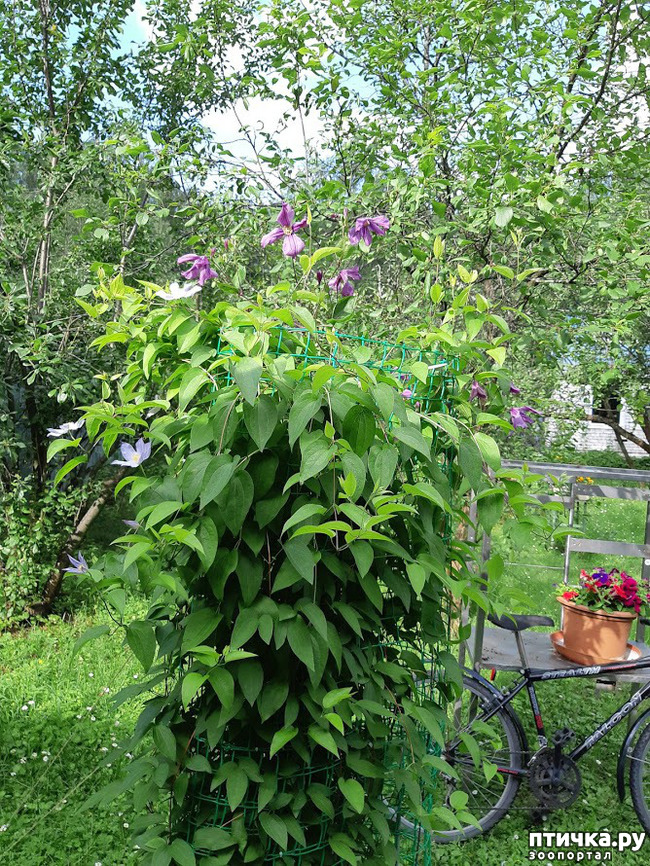 ���� 4: ������ ���� ��� ��� �������, �� �������, ����� 2