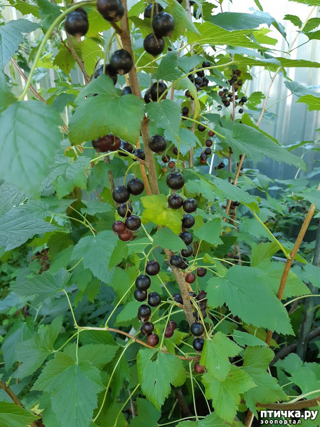 ���� 8: ������ ���� ��� ��� �������, �� �������, ����� 2