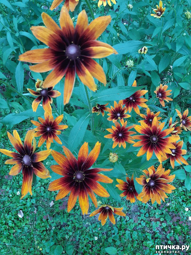 ���� 11: ������ ���� ��� ��� �������, �� �������, ����� 2