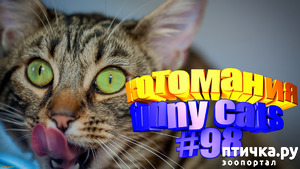 фото: Смешные коты | Приколы с котами | Видео про котов | Котомания #98
