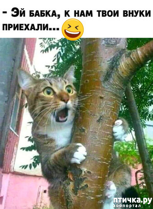 ����: ��������, ��� �����