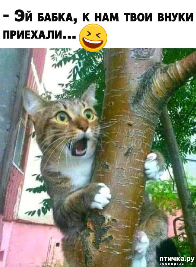 ���� 1: ��������, ��� �����