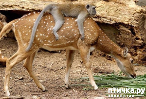 ����: �� �������...