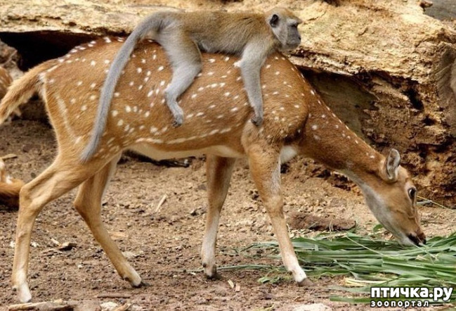 ���� 1: �� �������...