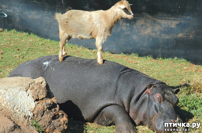 ���� 4: �� �������...