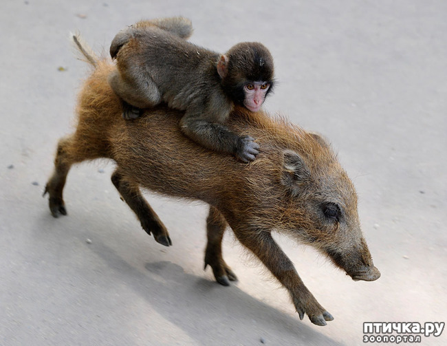 ���� 6: �� �������...