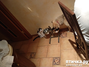 ����: ��������� � ����������