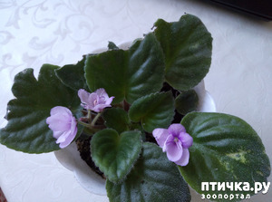 ����: �� ����, ��� ����������