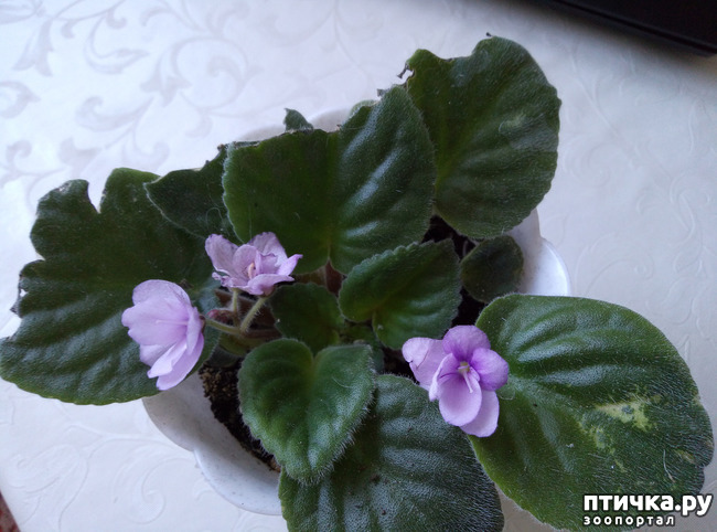 ���� 1: �� ����, ��� ����������