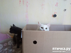 ����: ���, ��� � ����������...?