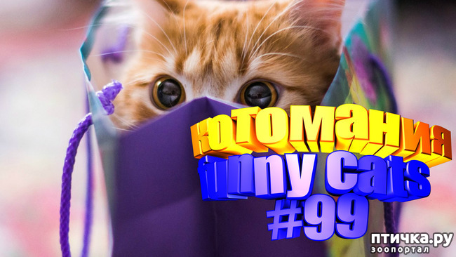 фото 1: Смешные коты | Приколы с котами | Видео про котов | Котомания #99