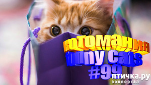 ����: ������� ���� | ������� � ������ | ����� ��� ����� | ��������� #99