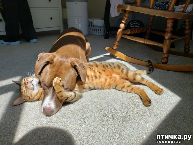 ���� 2: ����������� �� �������������. ���� � ������ �.2